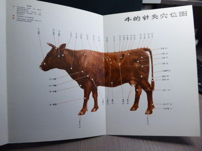 MANUEL D'ACUPUNCTURE VETERINAIRE. Pratique Moderne en République Populaire de Chine.
