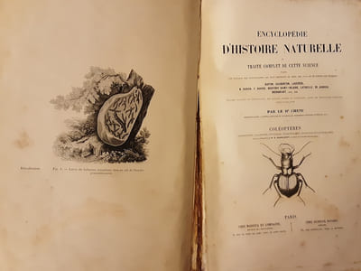 ENCYCLOPEDIE D'HISTOIRE NATURELLE OU TRAITE COMPLET DE CETTE SCIENCE - COLEOPTERES.DR CHENU