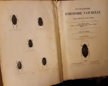ENCYCLOPEDIE D'HISTOIRE NATURELLE OU TRAITE COMPLET DE CETTE SCIENCE - COLEOPTERES.DR CHENU