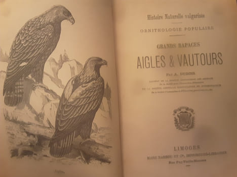 Histoire naturelle vulgarise Ornithologie populaire
grands rapaces, aigles et vautours . Dubois