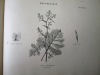 Album de Botanique. Herbier.. AUDOUIT, Edmond ; HOEFFER, Dr.