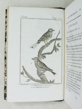 Histoire Naturelle des Oiseaux, par Leclerc de Buffon. Tome Treizième [ Tome 13 seul ] Rédigé par C.S. Sonnini. LECLERC DE BUFFON ; SONNINI, C. S.