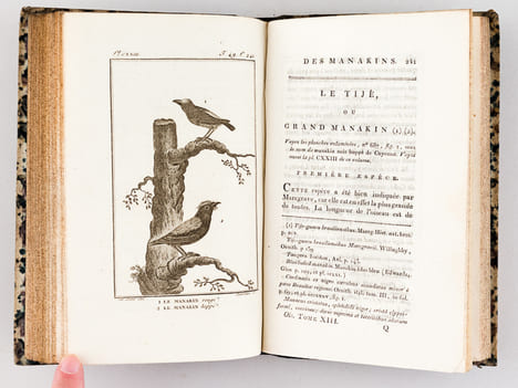 Histoire Naturelle des Oiseaux, par Leclerc de Buffon. Tome Treizième [ Tome 13 seul ] Rédigé par C.S. Sonnini. LECLERC DE BUFFON ; SONNINI, C. S.