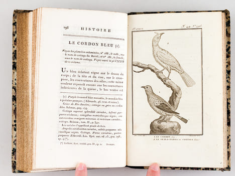 Histoire Naturelle des Oiseaux, par Leclerc de Buffon. Tome Treizième [ Tome 13 seul ] Rédigé par C.S. Sonnini. LECLERC DE BUFFON ; SONNINI, C. S.