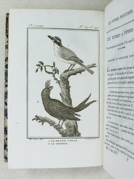 Histoire Naturelle des Oiseaux, par Leclerc de Buffon. Tome Quatorzième [ Tome 14 seul ] Rédigé par C.S. Sonnini. LECLERC DE BUFFON ; SONNINI, C. S.