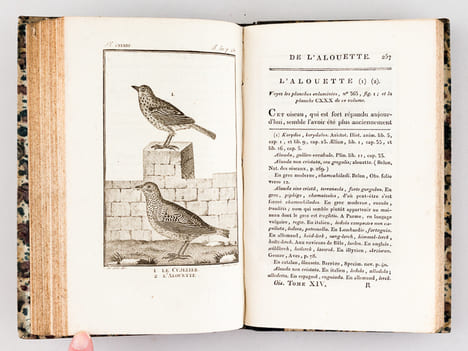 Histoire Naturelle des Oiseaux, par Leclerc de Buffon. Tome Quatorzième [ Tome 14 seul ] Rédigé par C.S. Sonnini. LECLERC DE BUFFON ; SONNINI, C. S.