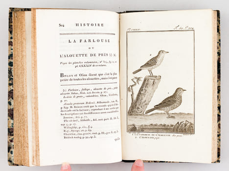 Histoire Naturelle des Oiseaux, par Leclerc de Buffon. Tome Quatorzième [ Tome 14 seul ] Rédigé par C.S. Sonnini. LECLERC DE BUFFON ; SONNINI, C. S.
