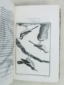 Histoire Naturelle des Oiseaux, par Leclerc de Buffon. Tome Quinzième [ Tome 15 seul ] Rédigé par C.S. Sonnini