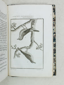 Histoire Naturelle des Oiseaux, par Leclerc de Buffon. Tome Quinzième [ Tome 15 seul ] Rédigé par C.S. Sonnini