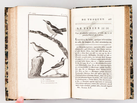 Histoire Naturelle des Oiseaux, par Leclerc de Buffon. Tome Quinzième [ Tome 15 seul ] Rédigé par C.S. Sonnini. LECLERC DE BUFFON ; SONNINI, C. S.