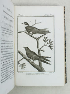 Histoire Naturelle des Oiseaux, par Leclerc de Buffon. Tome Dix-Neuvième [ Tome 19 seul ] Rédigé par C.S. Sonnini