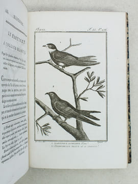 Histoire Naturelle des Oiseaux, par Leclerc de Buffon. Tome Dix-Neuvième [ Tome 19 seul ] Rédigé par C.S. Sonnini. LECLERC DE BUFFON ; SONNINI, C. S.