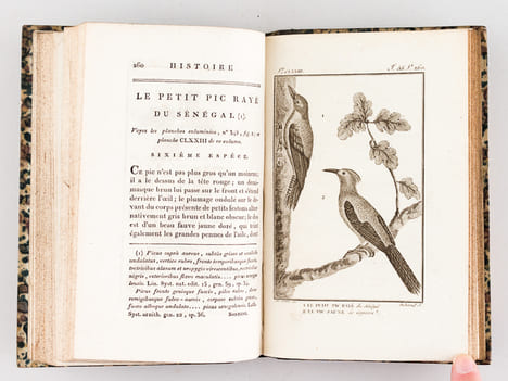 Histoire Naturelle des Oiseaux, par Leclerc de Buffon. Tome Dix-Neuvième [ Tome 19 seul ] Rédigé par C.S. Sonnini. LECLERC DE BUFFON ; SONNINI, C. S.
