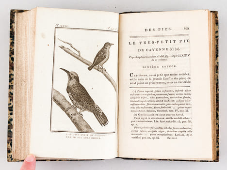 Histoire Naturelle des Oiseaux, par Leclerc de Buffon. Tome Dix-Neuvième [ Tome 19 seul ] Rédigé par C.S. Sonnini. LECLERC DE BUFFON ; SONNINI, C. S.