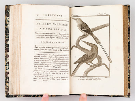 Histoire Naturelle des Oiseaux, par Leclerc de Buffon. Tome Vingtième [ Tome 20 seul ] Rédigé par C.S. Sonnini. LECLERC DE BUFFON ; SONNINI, C. S.