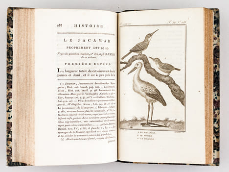 Histoire Naturelle des Oiseaux, par Leclerc de Buffon. Tome Vingtième [ Tome 20 seul ] Rédigé par C.S. Sonnini. LECLERC DE BUFFON ; SONNINI, C. S.