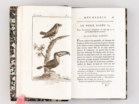 Histoire Naturelle des Oiseaux, par Leclerc de Buffon. Tome Vingtième [ Tome 20 seul ] Rédigé par C.S. Sonnini. LECLERC DE BUFFON ; SONNINI, C. S.