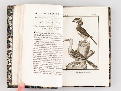 Histoire Naturelle des Oiseaux, par Leclerc de Buffon. Tome Vingtième [ Tome 20 seul ] Rédigé par C.S. Sonnini. LECLERC DE BUFFON ; SONNINI, C. S.