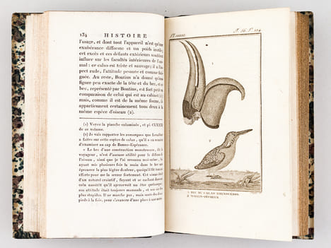 Histoire Naturelle des Oiseaux, par Leclerc de Buffon. Tome Vingtième [ Tome 20 seul ] Rédigé par C.S. Sonnini. LECLERC DE BUFFON ; SONNINI, C. S.