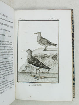 Histoire Naturelle des Oiseaux, par Leclerc de Buffon. Tome Vingt-deuxième [ Tome 22 seul ] Rédigé par C.S. Sonnini. LECLERC DE BUFFON ; SONNINI, C. ...