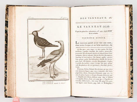 Histoire Naturelle des Oiseaux, par Leclerc de Buffon. Tome Vingt-deuxième [ Tome 22 seul ] Rédigé par C.S. Sonnini. LECLERC DE BUFFON ; SONNINI, C. ...