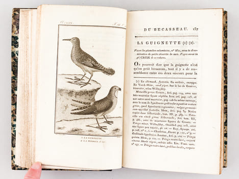 Histoire Naturelle des Oiseaux, par Leclerc de Buffon. Tome Vingt-deuxième [ Tome 22 seul ] Rédigé par C.S. Sonnini. LECLERC DE BUFFON ; SONNINI, C. ...