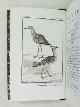 Histoire Naturelle des Oiseaux, par Leclerc de Buffon. Tome Vingt-troisième [ Tome 23 seul ] Rédigé par C.S. Sonnini. LECLERC DE BUFFON ; SONNINI, C. ...