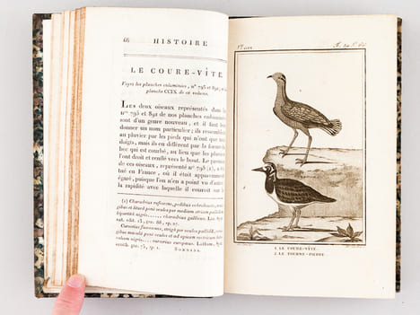 Histoire Naturelle des Oiseaux, par Leclerc de Buffon. Tome Vingt-troisième [ Tome 23 seul ] Rédigé par C.S. Sonnini. LECLERC DE BUFFON ; SONNINI, C. ...