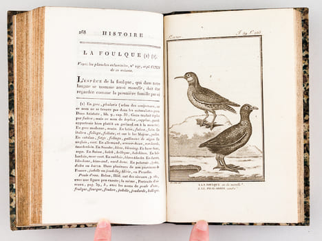 Histoire Naturelle des Oiseaux, par Leclerc de Buffon. Tome Vingt-troisième [ Tome 23 seul ] Rédigé par C.S. Sonnini. LECLERC DE BUFFON ; SONNINI, C. ...