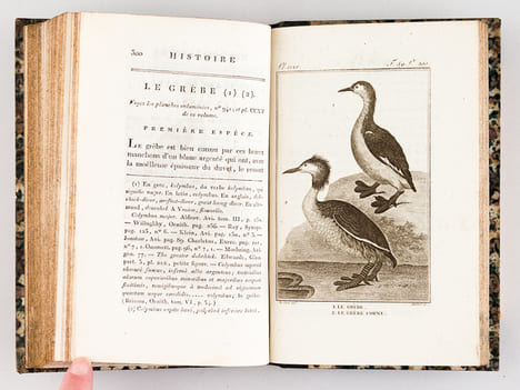 Histoire Naturelle des Oiseaux, par Leclerc de Buffon. Tome Vingt-troisième [ Tome 23 seul ] Rédigé par C.S. Sonnini. LECLERC DE BUFFON ; SONNINI, C. ...