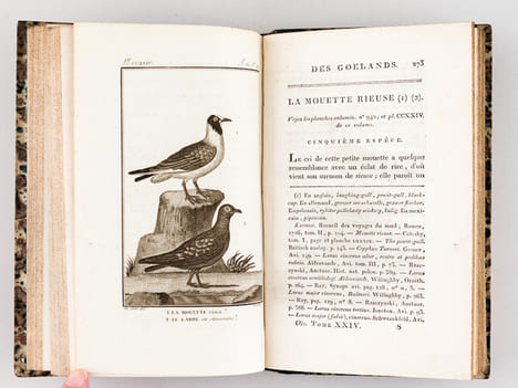 Histoire Naturelle des Oiseaux, par Leclerc de Buffon. Tome Vingt-Quatrième [ Tome 24 seul ] Rédigé par C.S. Sonnini. LECLERC DE BUFFON ; SONNINI, C. ...