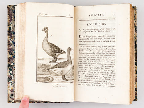 Histoire Naturelle des Oiseaux, par Leclerc de Buffon. Tome Vingt-Cinquième [ Tome 25 seul ] Rédigé par C.S. Sonnini. LECLERC DE BUFFON ; SONNINI, C. ...