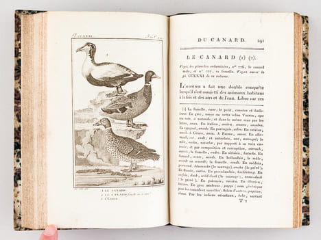 Histoire Naturelle des Oiseaux, par Leclerc de Buffon. Tome Vingt-Cinquième [ Tome 25 seul ] Rédigé par C.S. Sonnini. LECLERC DE BUFFON ; SONNINI, C. ...