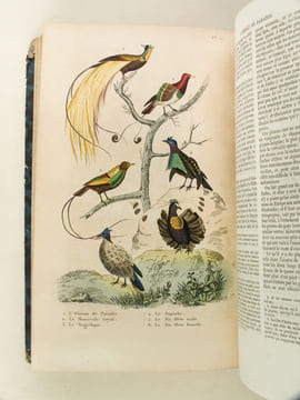 Oeuvres complètes de Buffon avec les Supplémens, augmentés de la classification de G. Cuvier. Tome 7. BUFFON ; CUVIER