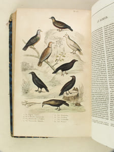 Oeuvres complètes de Buffon avec les Supplémens, augmentés de la classification de G. Cuvier. Tome 7