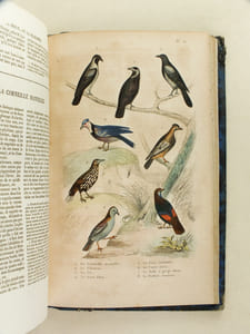 Oeuvres complètes de Buffon avec les Supplémens, augmentés de la classification de G. Cuvier. Tome 7