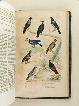 Oeuvres complètes de Buffon avec les Supplémens, augmentés de la classification de G. Cuvier. Tome 7. BUFFON ; CUVIER