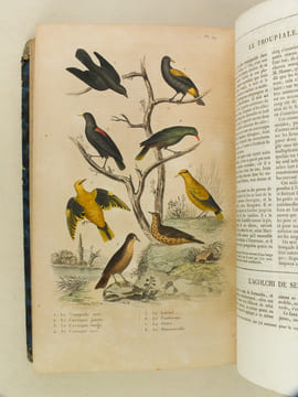 Oeuvres complètes de Buffon avec les Supplémens, augmentés de la classification de G. Cuvier. Tome 7. BUFFON ; CUVIER