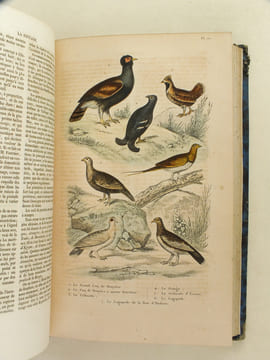 Oeuvres complètes de Buffon avec les Supplémens, augmentés de la classification de G. Cuvier. Tome 7. BUFFON ; CUVIER