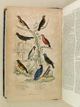 Oeuvres complètes de Buffon avec les Supplémens, augmentés de la classification de G. Cuvier. Tome 8. BUFFON ; CUVIER