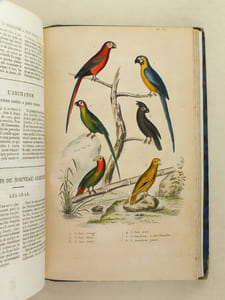 Oeuvres complètes de Buffon avec les Supplémens, augmentés de la classification de G. Cuvier. Tome 8