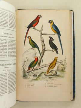 Oeuvres complètes de Buffon avec les Supplémens, augmentés de la classification de G. Cuvier. Tome 8. BUFFON ; CUVIER