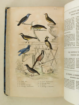 Oeuvres complètes de Buffon avec les Supplémens, augmentés de la classification de G. Cuvier. Tome 8. BUFFON ; CUVIER