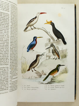 Oeuvres complètes de Buffon avec les Supplémens, augmentés de la classification de G. Cuvier. Tome 9. BUFFON ; CUVIER
