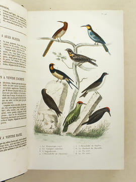 Oeuvres complètes de Buffon avec les Supplémens, augmentés de la classification de G. Cuvier. Tome 9. BUFFON ; CUVIER