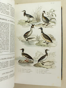 Oeuvres complètes de Buffon avec les Supplémens, augmentés de la classification de G. Cuvier. Tome 9