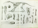 Recherches sur les Ossemens Fossiles, où l'on rétablit les Caractères de plusieurs Animaux dont les Révolutions du globe ont détruit les espèces. (10 ...