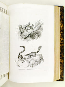 Oeuvres de Buffon, Avec les suites par M. Achille Comte. Tomes 3 et 4 [ Minéraux, Homme et Quadrupèdes ] . BUFFON ; COMTE, Achille ; ADAM, Victor