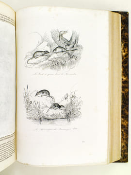 Oeuvres de Buffon, Avec les suites par M. Achille Comte. Tomes 3 et 4 [ Minéraux, Homme et Quadrupèdes ] . BUFFON ; COMTE, Achille ; ADAM, Victor