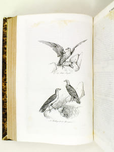 Oeuvres de Buffon, Avec les suites par M. Achille Comte. Tomes 5 et 6 [ Quadrupèdes et Oiseaux ] 